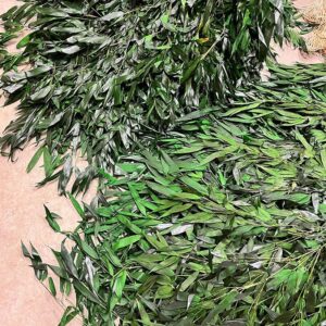 Bamboo, Dark Green, Preserved