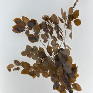 Beech, Brown Shades, Preserved (Fagus Sylvatica) up to 90cm