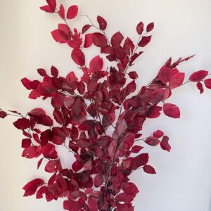 Beech, Deep Pink, Preserved (Fagus Sylvatica) up to 70cm