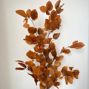 Beech, Orange Shades, Preserved (Fagus Sylvatica) up to 90cm