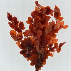 Beech, Red Shades, Preserved (Fagus Sylvatica) up to 70cm