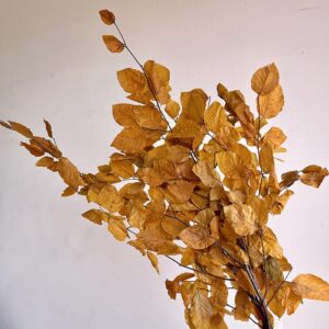 Beech, Ochre Yellow, Preserved (Fagus Sylvatica) up to 90cm