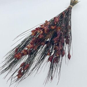 Bell Grass, Burgundy, Preserved, up to 40cm