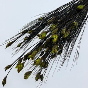 Bell Grass, Green, Preserved up to 40cm