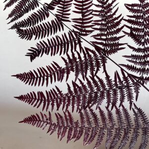 Bracken Ferns, Burgundy Dark Red, Preserved, 80cm