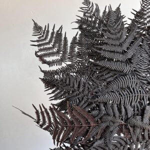Bracken Ferns, Coffee Brown, Preserved, 70cm