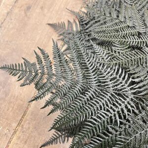 Bracken Ferns, Dark Green, Preserved, 80cm