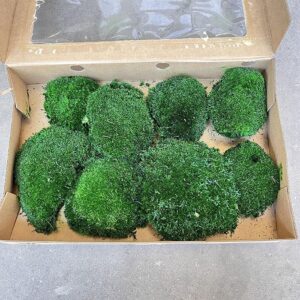 Bun Moss, Dark Green, Preserved (Verdissimo®)