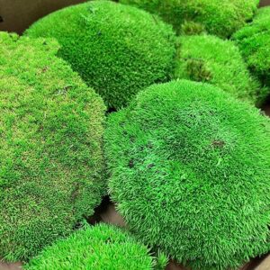 Bun Moss, Green, Preserved (Verdissimo®)