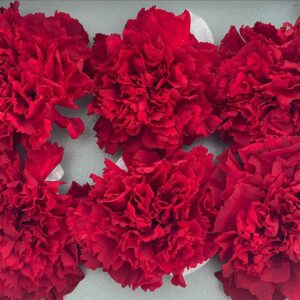 Carnations, Dark Red, Preserved x6 blooms, 5cm (Verdissimo®)