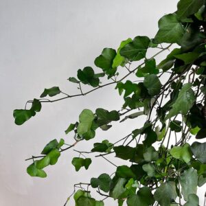 Ivy Cascading, Green, Preserved (Hedera) Verdissimo® 50-100cm