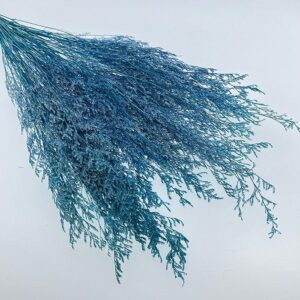 Limonium Caspia, Light Blue, Preserved (Sea Lavender) 70cm