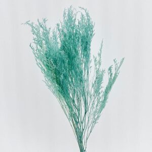 Limonium Caspia, Pale Aqua Blue, Preserved (Sea Lavender) 70cm