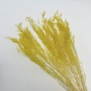Limonium Caspia, Pale Yellow, Preserved (Sea Lavender) 70cm