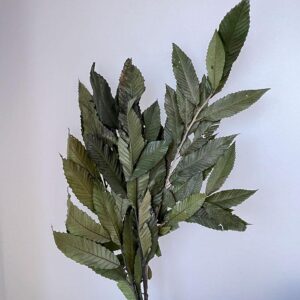 Chestnut Branches, Green, Preserved (Castanea) 45-90cm