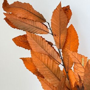 Chestnut Branches, Orange, Preserved (Castanea) 45-90cm