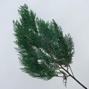 Conifer, Green, Preserved, up to 55cm (SECONDS / B-GRADE)