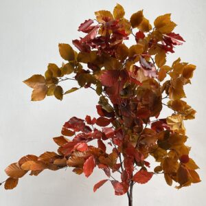 Beech, Autumn Mixed Bunch, Preserved (Fagus Sylvatica) up to 70cm
