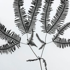 Coral Ferns, Grey Black, Preserved, 55cm