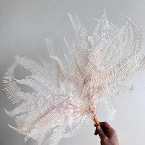 Coral Ferns, Pale Pink, Preserved, 50cm