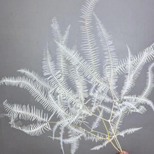 Coral Ferns, Bleached White, Preserved, 50cm