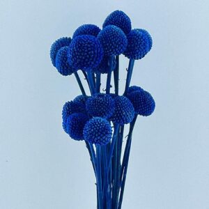 Craspedia, Deep Blue, Preserved (Billy Buttons) 55cm