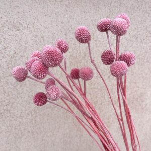 Craspedia, Dusky Pink, Preserved (Billy Buttons) 55cm