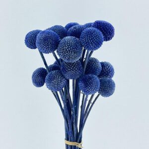 Craspedia, Indigo Blue, Preserved (Billy Buttons) 55cm