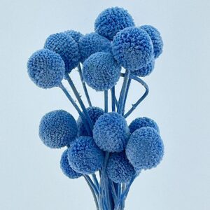 Craspedia, Pale Blue, Preserved (Billy Buttons) 55cm