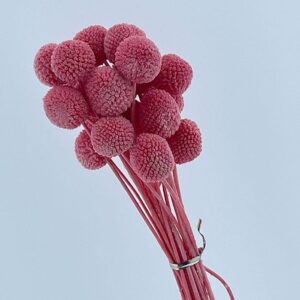 Craspedia, Pink, Preserved (Billy Buttons) 55cm