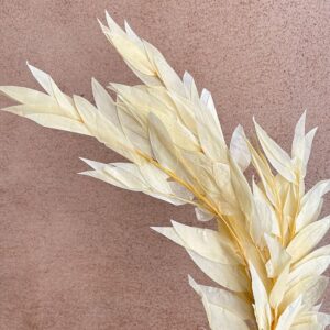 Dragon Ruscus, Bleached Ivory, Preserved, 30-50cm