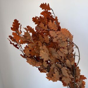 English Oak, Orange, Preserved (Quercus robur) up to 70cm
