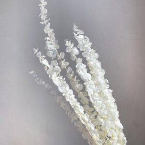 Eucalyptus Baby Blue, Bleached White, Preserved, 60cm