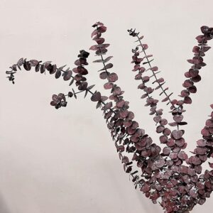 Eucalyptus Baby Blue, Burgundy Red, Preserved, 50-70cm