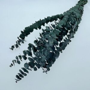 Eucalyptus Baby Blue, Deep Green, Preserved, 60cm