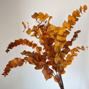 Eucalyptus Cinerea, Autumn Orange Tones, Preserved, up to 70cm