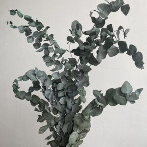 Eucalyptus Cinerea, Sage Green to Grey Shades, Preserved, 70cm