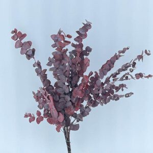 Eucalyptus Cinerea, Dusky Red, Preserved, up to 70cm