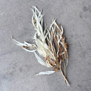 Eucalyptus Exotica, with seed pods, Off White, Preserved (Earth Matters®) up to 50cm