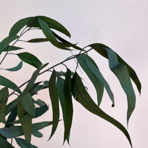 Eucalyptus Exotica, Long Leaf, Green Shades, Preserved (Cascading) up to 70cm