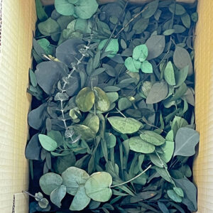 Eucalyptus Mix, Loose Sprigs up to 10cm, Green Tones, 300g