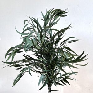 Eucalyptus Nicholii, Green, Preserved, 50-65cm