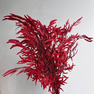 Eucalyptus Nicholii, Red, Preserved, 50-65cm