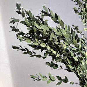 Eucalyptus Parvifolia, Green Shades, Preserved, up to 65cm