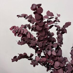 Eucalyptus Stuartiana, Burgundy Red, Preserved, up to 70cm