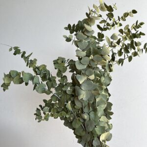 Eucalyptus Stuartiana, Sage Green, Preserved, 70cm