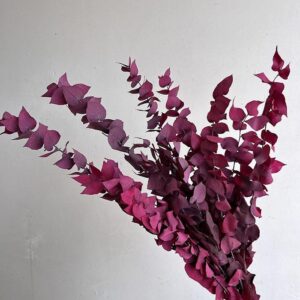 preserved eucalyptus stuartiana, pink