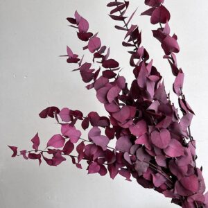 Eucalyptus Stuartiana, Magenta Burgundy, Preserved, up to 70cm