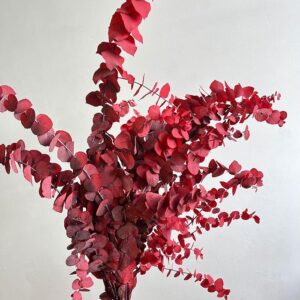 Eucalyptus Stuartiana, Red, Preserved, up to 70cm