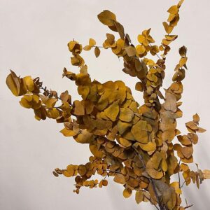 Eucalyptus Stuartiana, Warm Yellow Shades, Preserved, up to 70cm